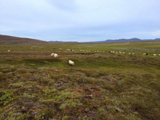 Iceland-Iceland Shorts-Sheep Round-Up on Horseback